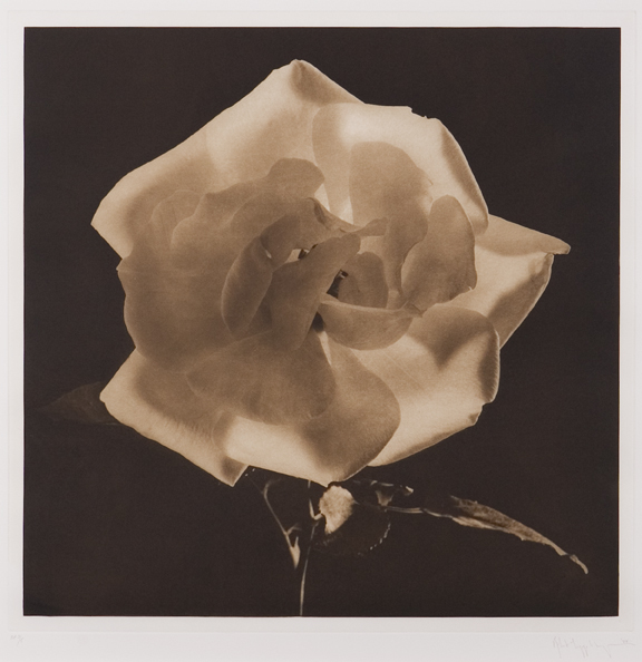 Sepia Rose, 1987