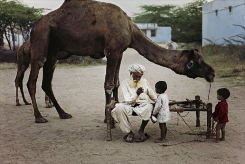 Camel Resting