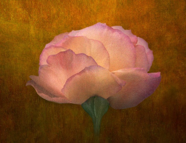 Painterly Rose Study