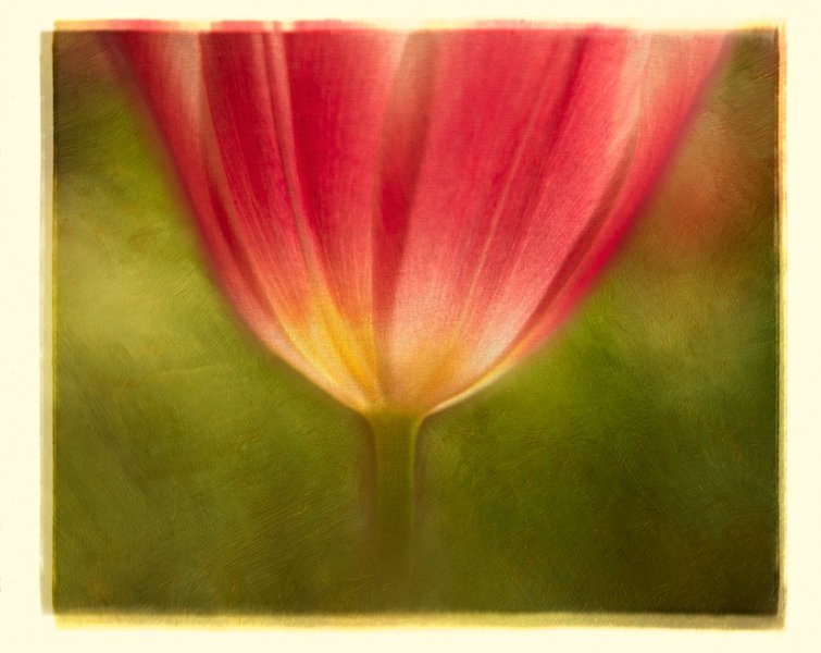 Painterly Tulip